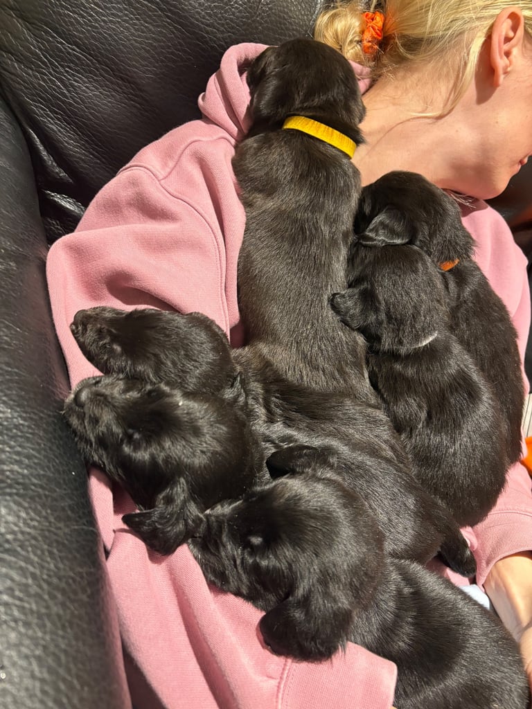 Lab/cockapoo puppies for sale