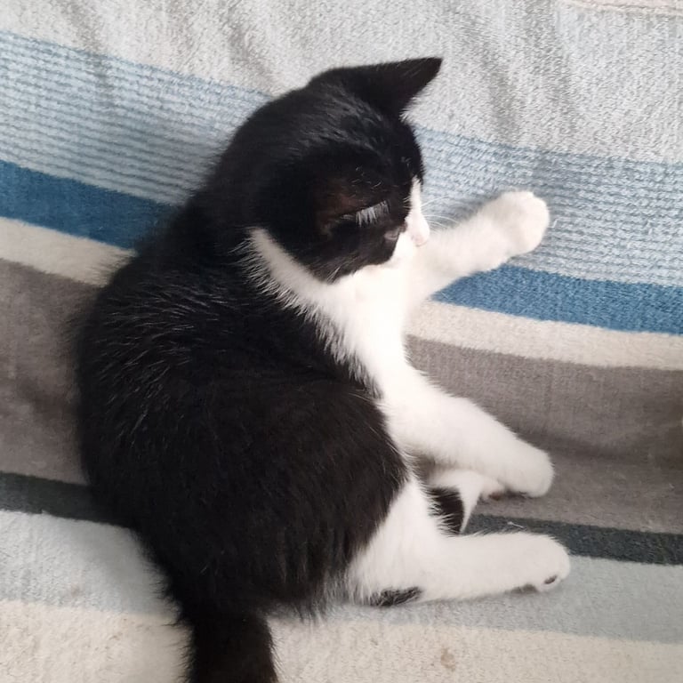 BLACK WHITE KITTEN GIRL 