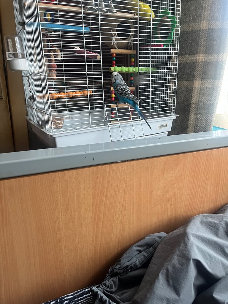 2 budgies 