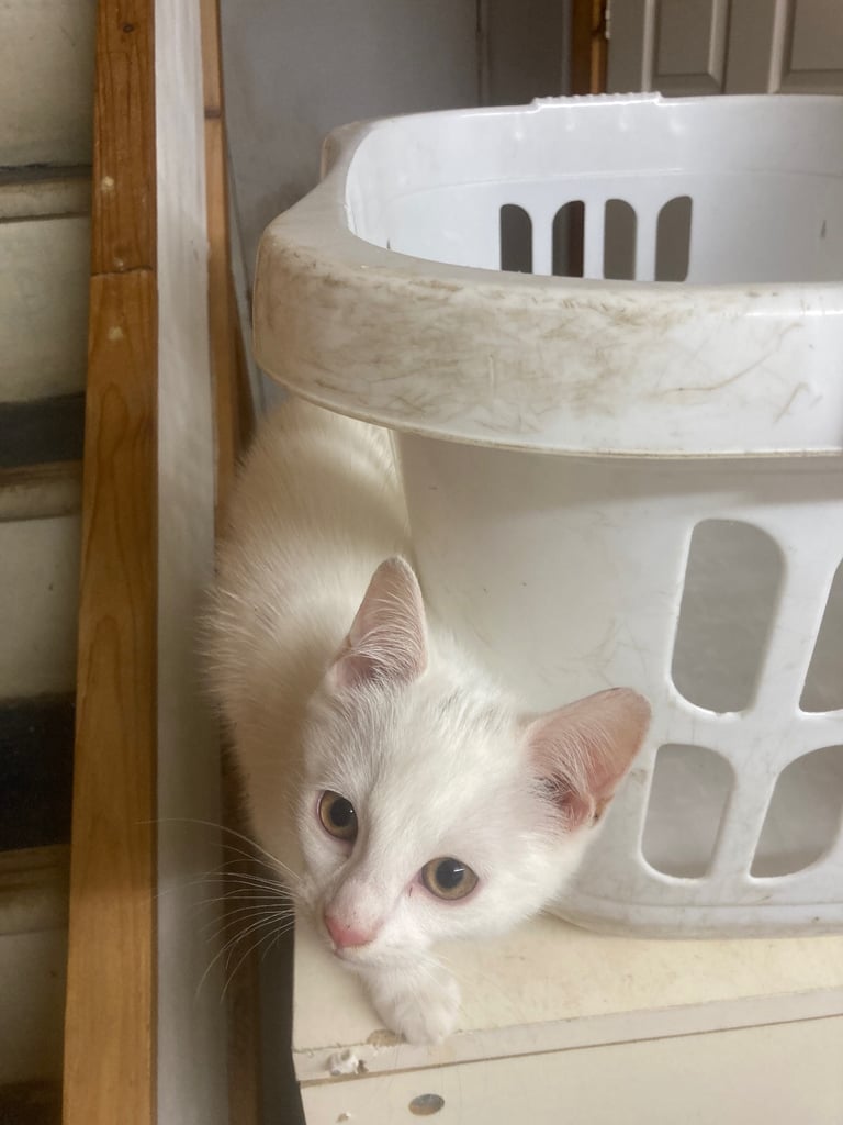 Kitten 