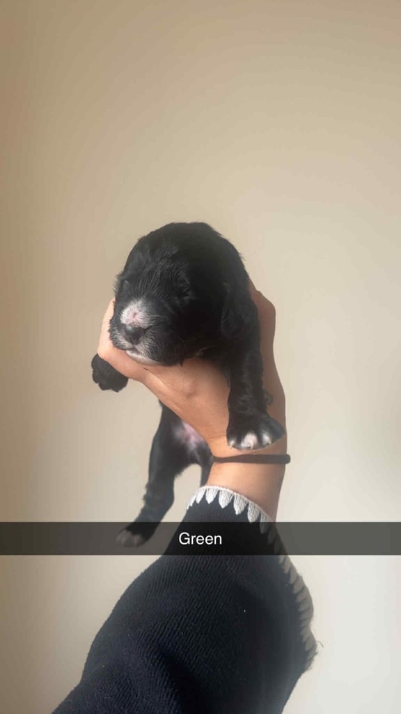 Excellent cocker spaniel puppies 🐾