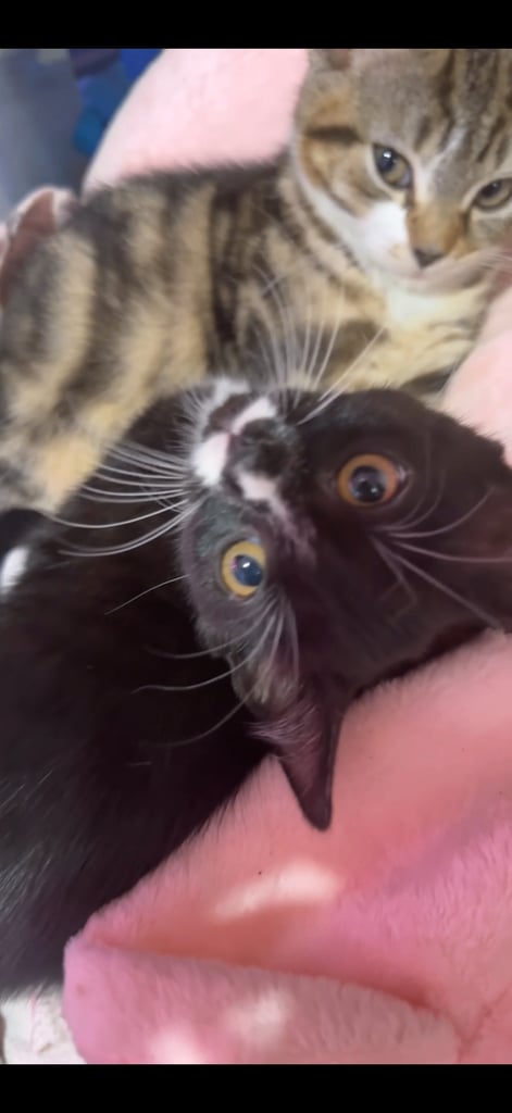 Kitten for sale