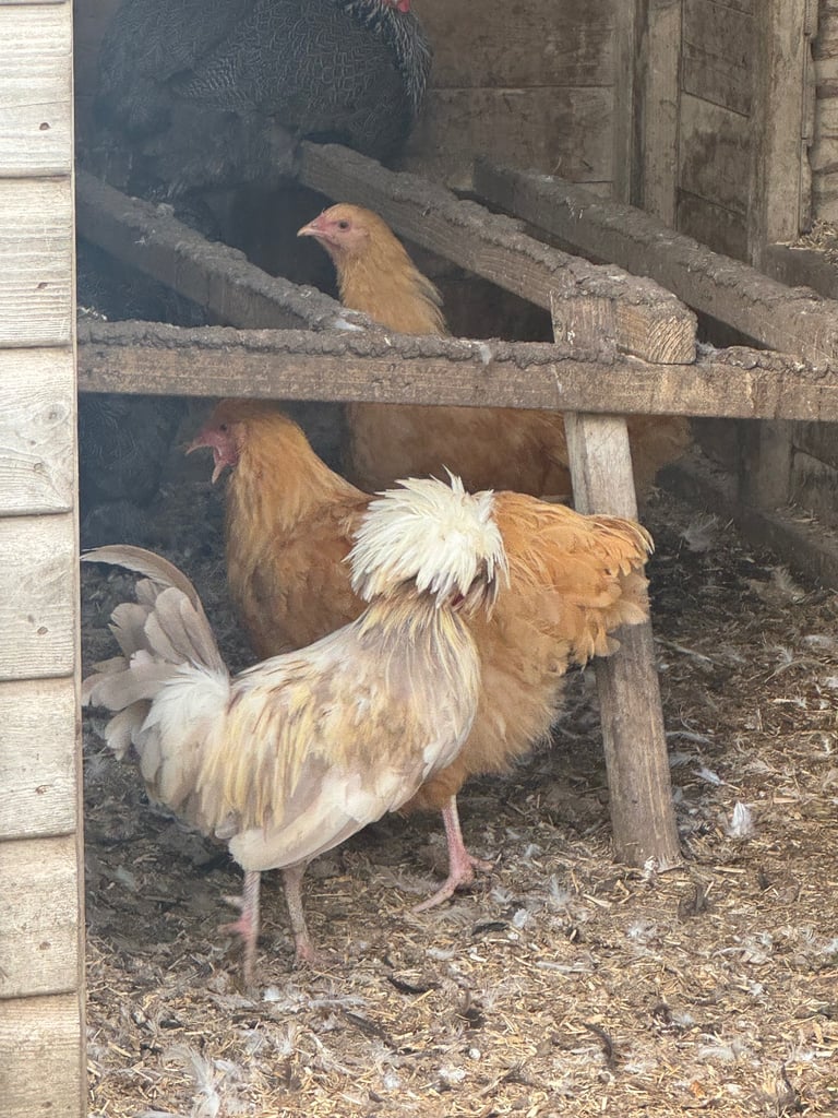Chickens for sale hybrids and pure breeds Orpington polish silkies