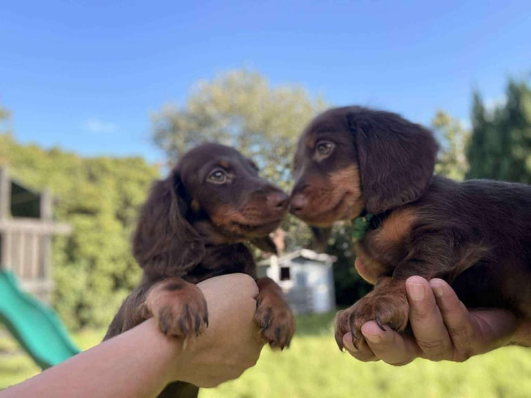Miniature long-haired Dachshund (Boys)