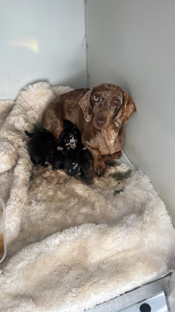 Miniature dachshund puppy