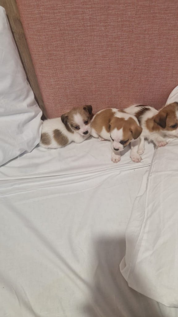Jack Russell puppies