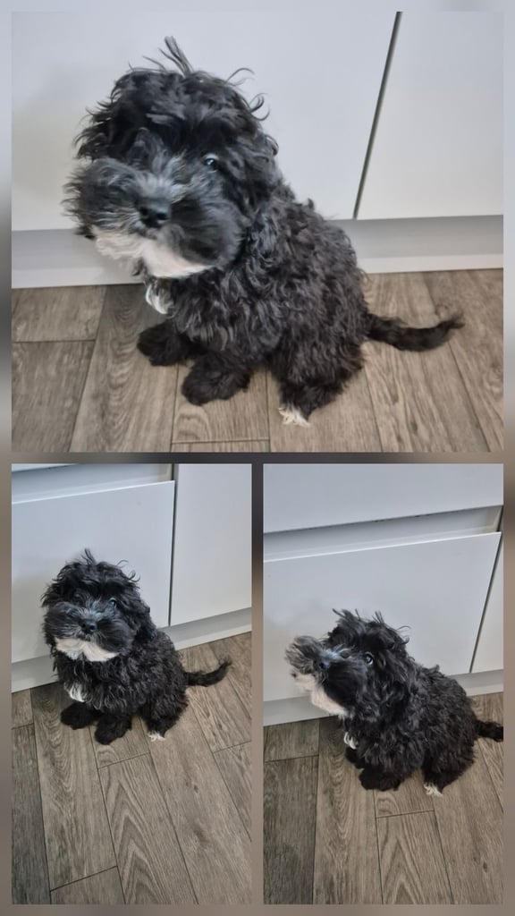 F2 COCKAPOOS FAMILY-REARED PETS