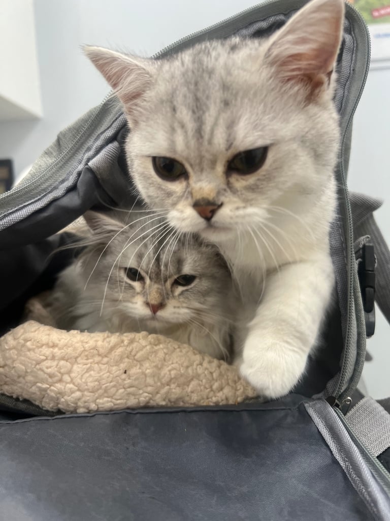 Two beautiful British shorthair kittens for sale 