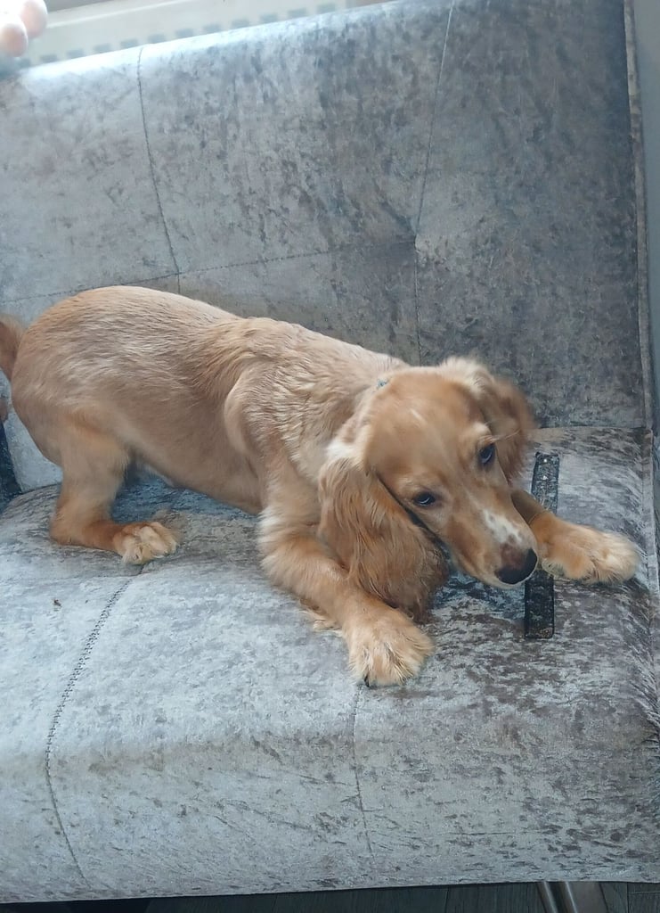 image for 6 month old cocker spaniel 