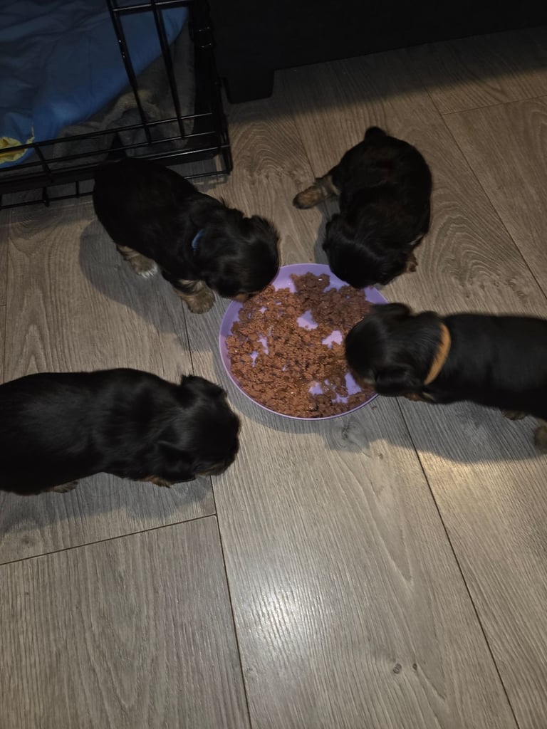 Biewer/Yorkie