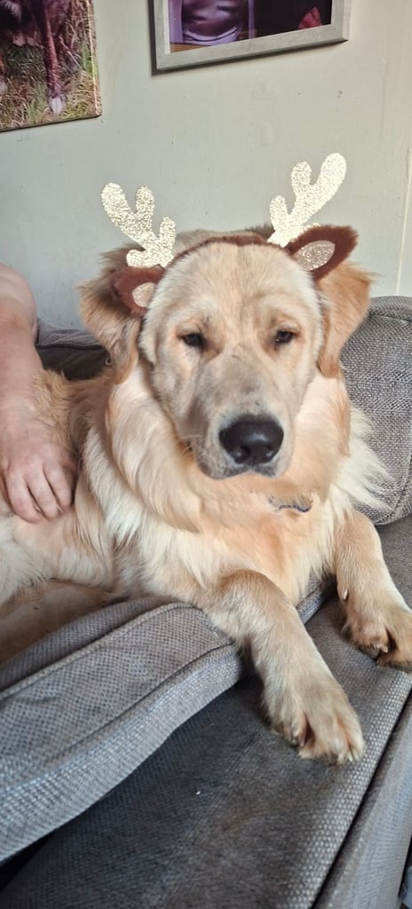 2 boys LEFT Stunning F1 border retreiver puppys 