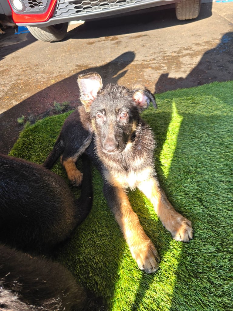German Shephered puppies 