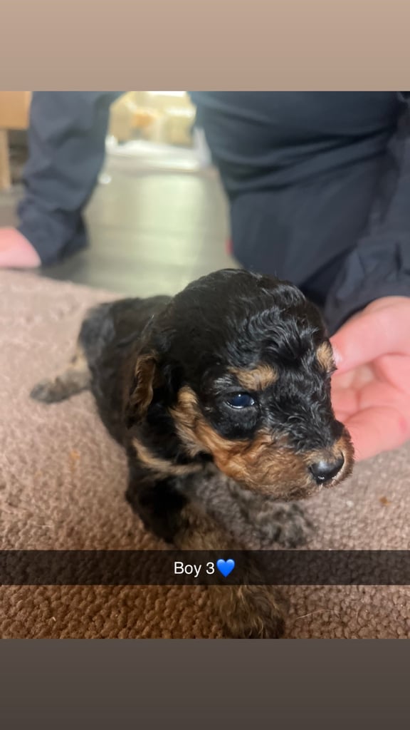 F1 b cockapoo puppies 