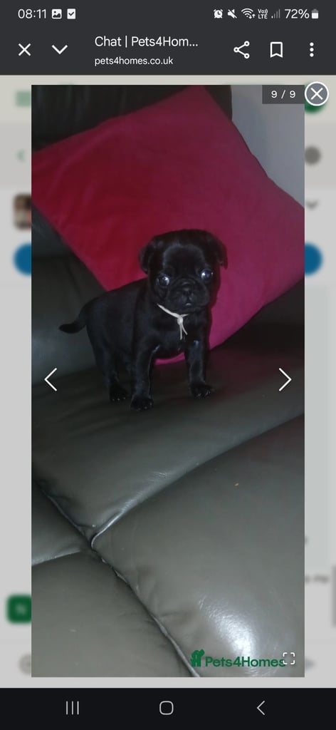 Pug puppies 