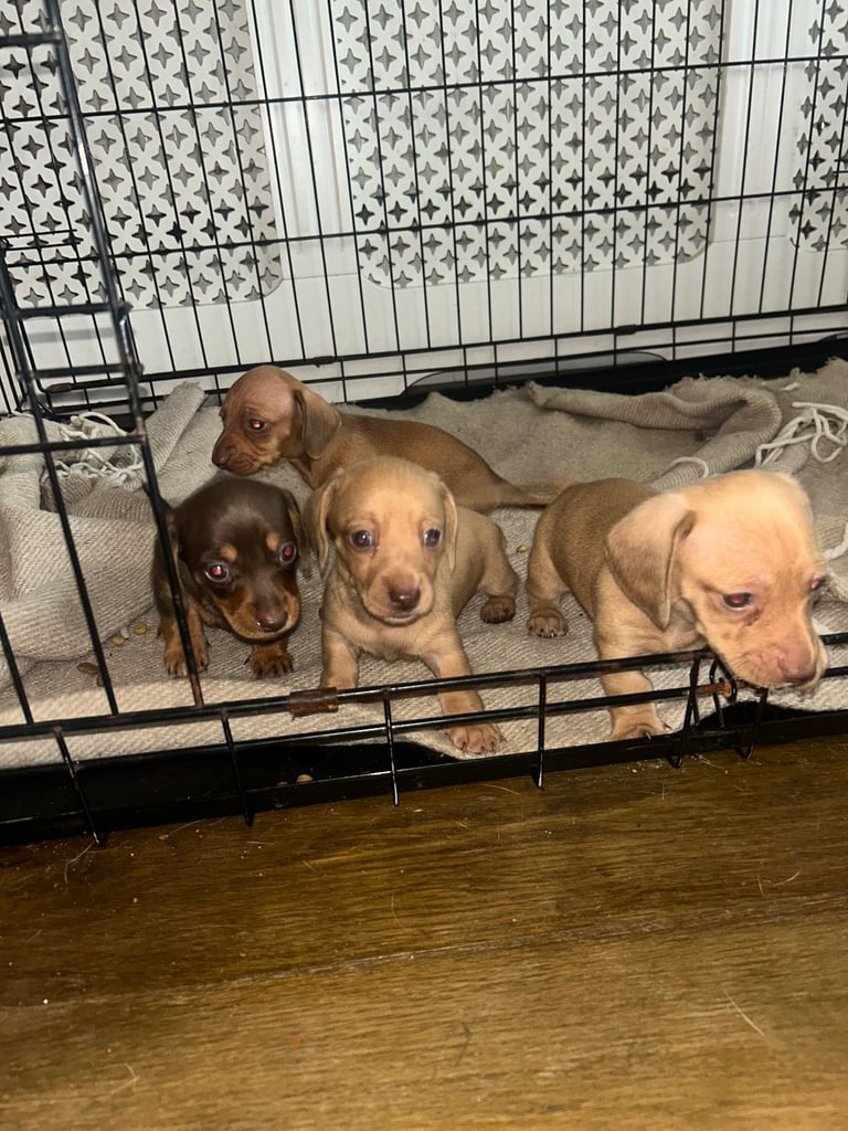 Miniature dachshund puppies 