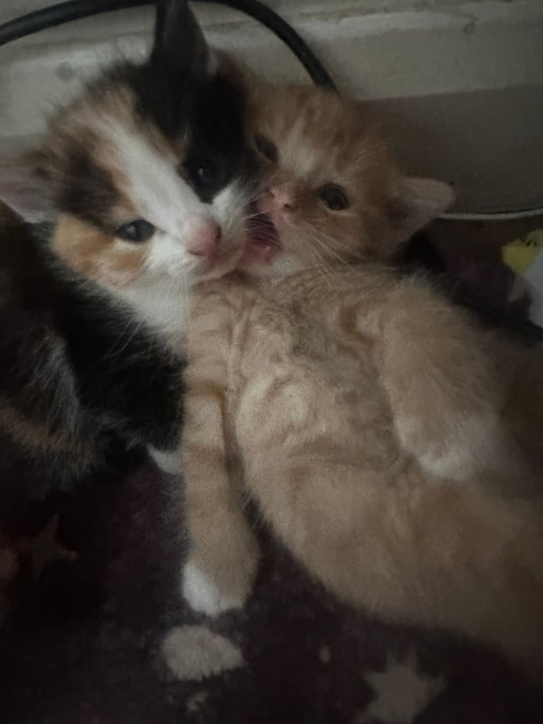 Kittens for sale