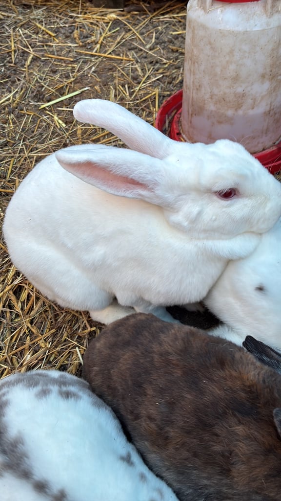 Velvet rex and standards