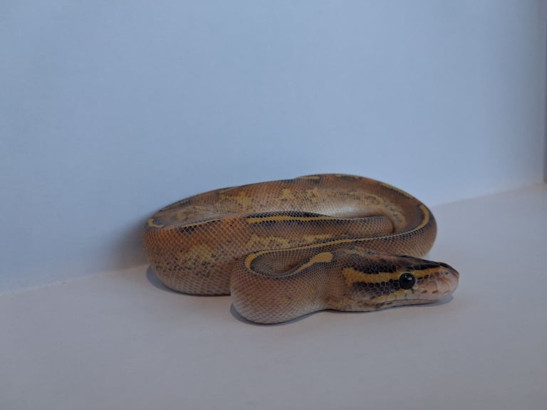 Baby ball pythons 