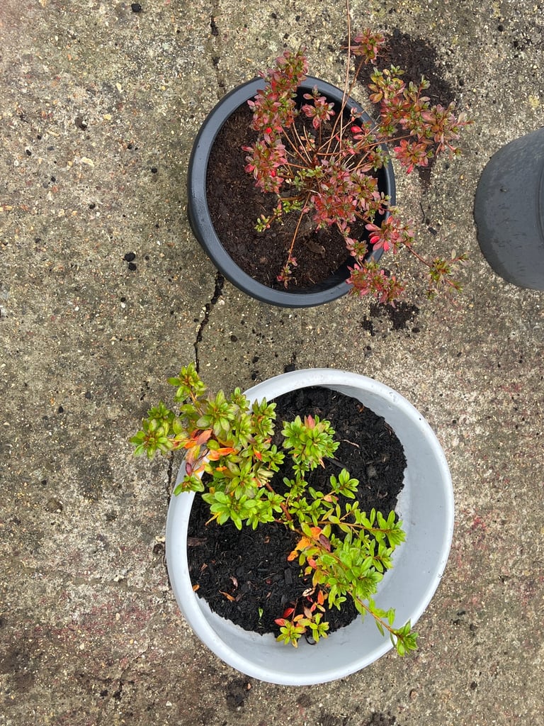 image for Azalea Plants