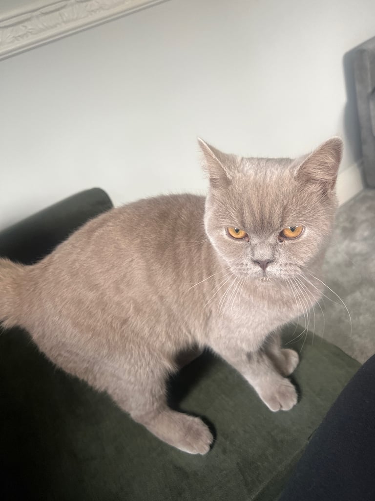 British short hair 8 months 