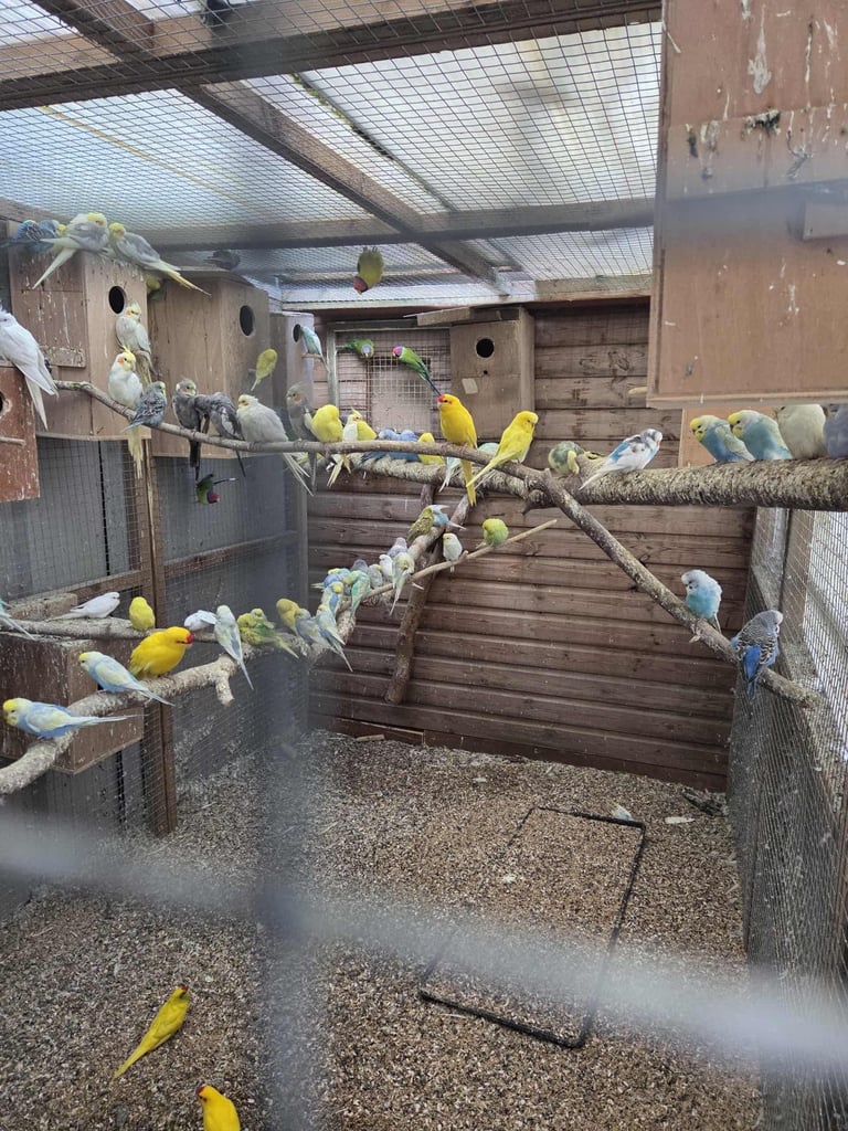 Various budgies for sale 