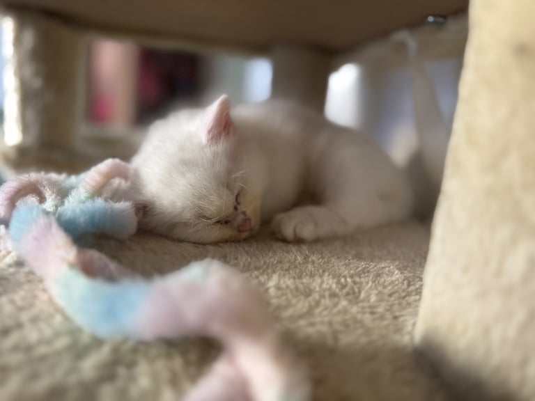image for Pure Siberians kittens