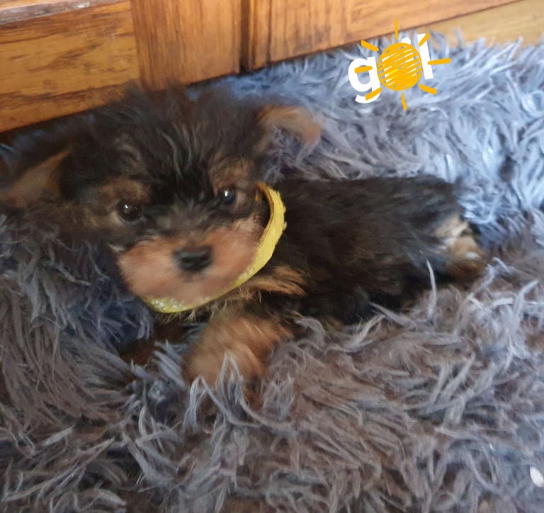 Yorkshire terrier puppies 