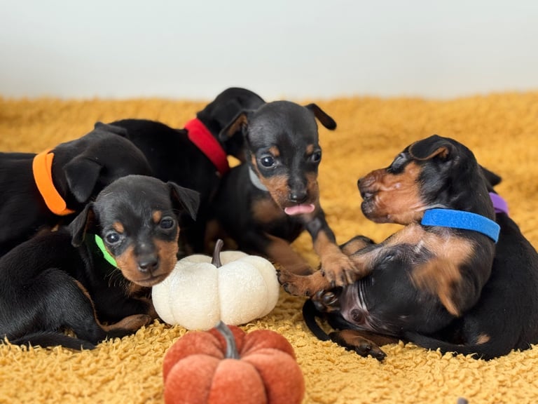 Not KC Reg Miniature Pincher Puppies 