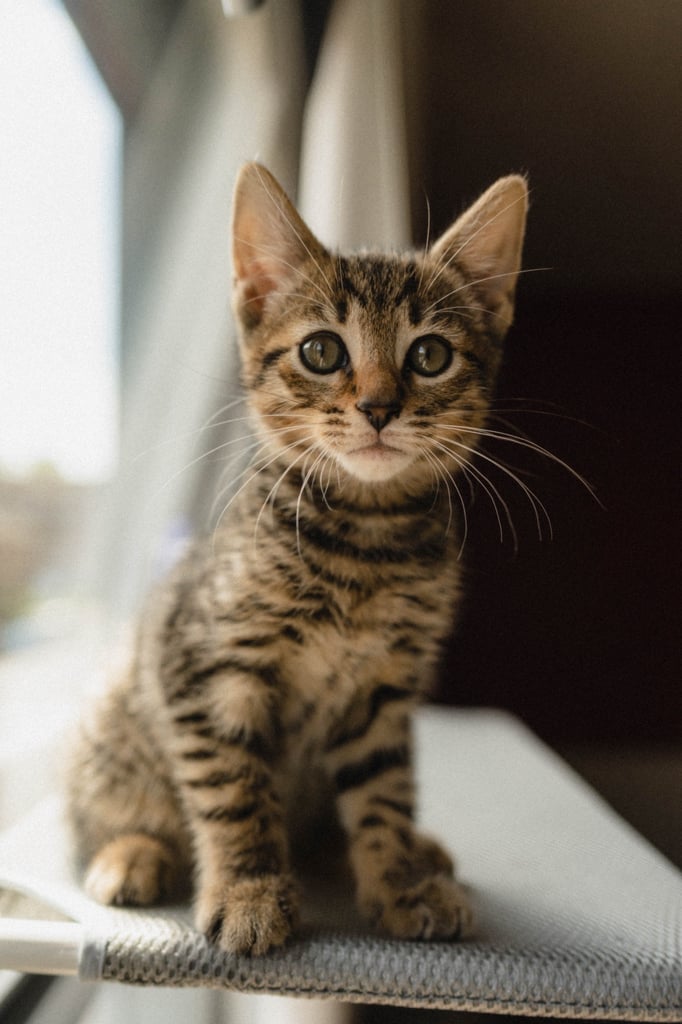 9 months old beautiful Boy kitten for sale