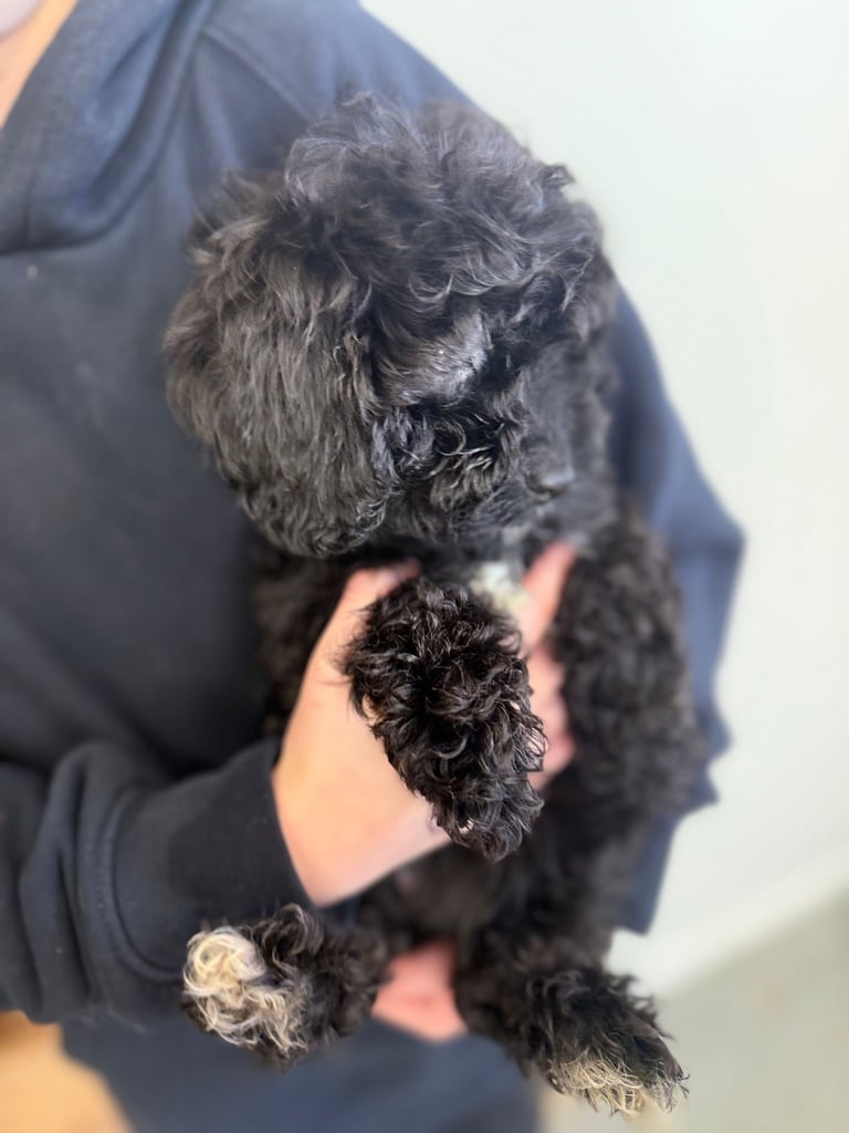 🖤Beautiful curly cavapoo boy 🧸