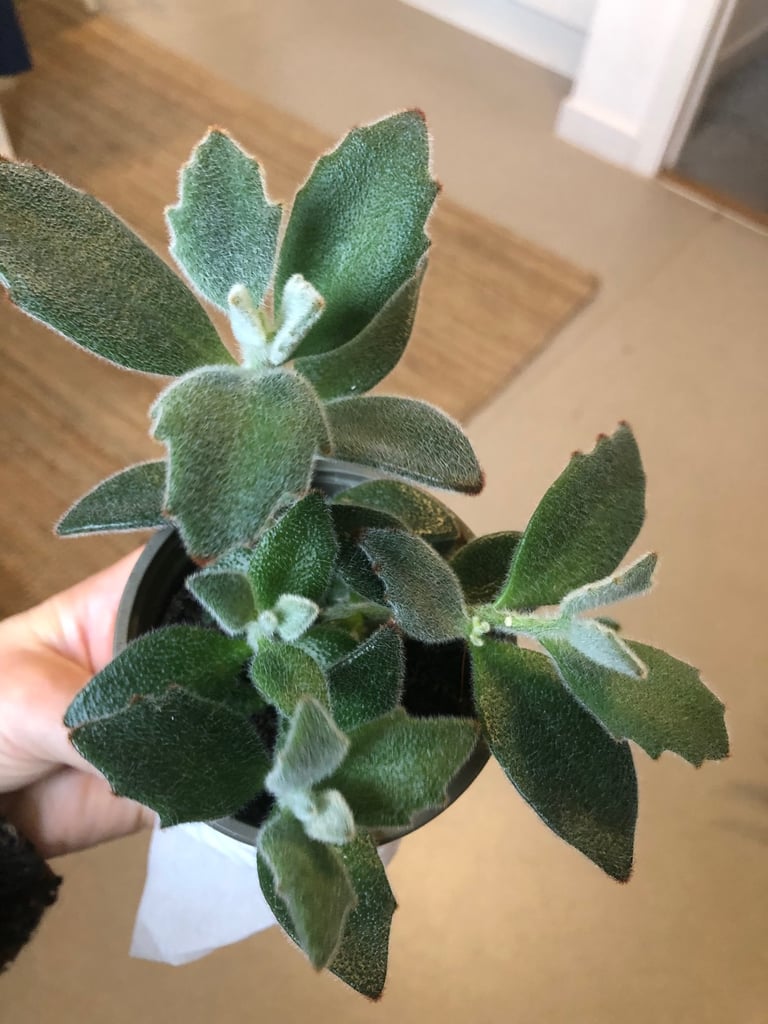 Homegrown Chocolate Soldier indoor plant 