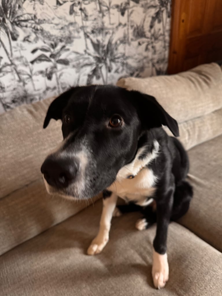Collie/lab 9 month old 