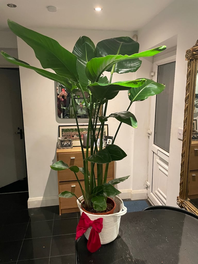 image for Extra large Strelitzia Nicolai plant (real)