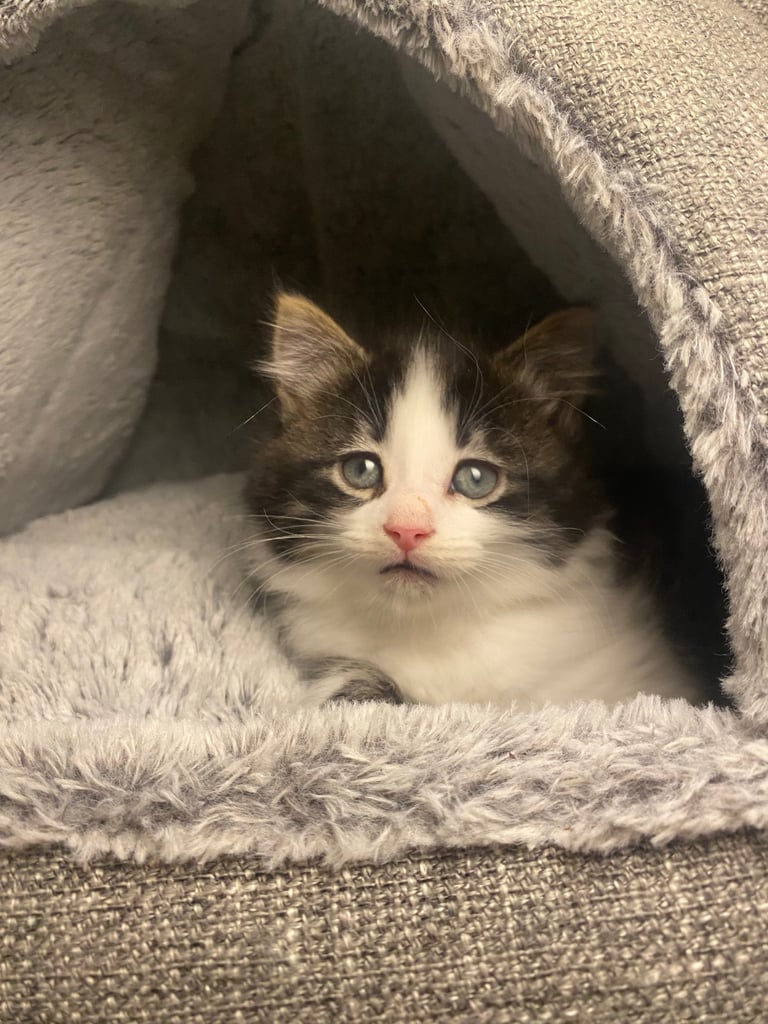 Greyish, blackish Fluffy Kitten Looking For his Forever Home 🏡 