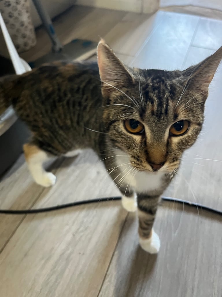 2 female cats. 1 year old 