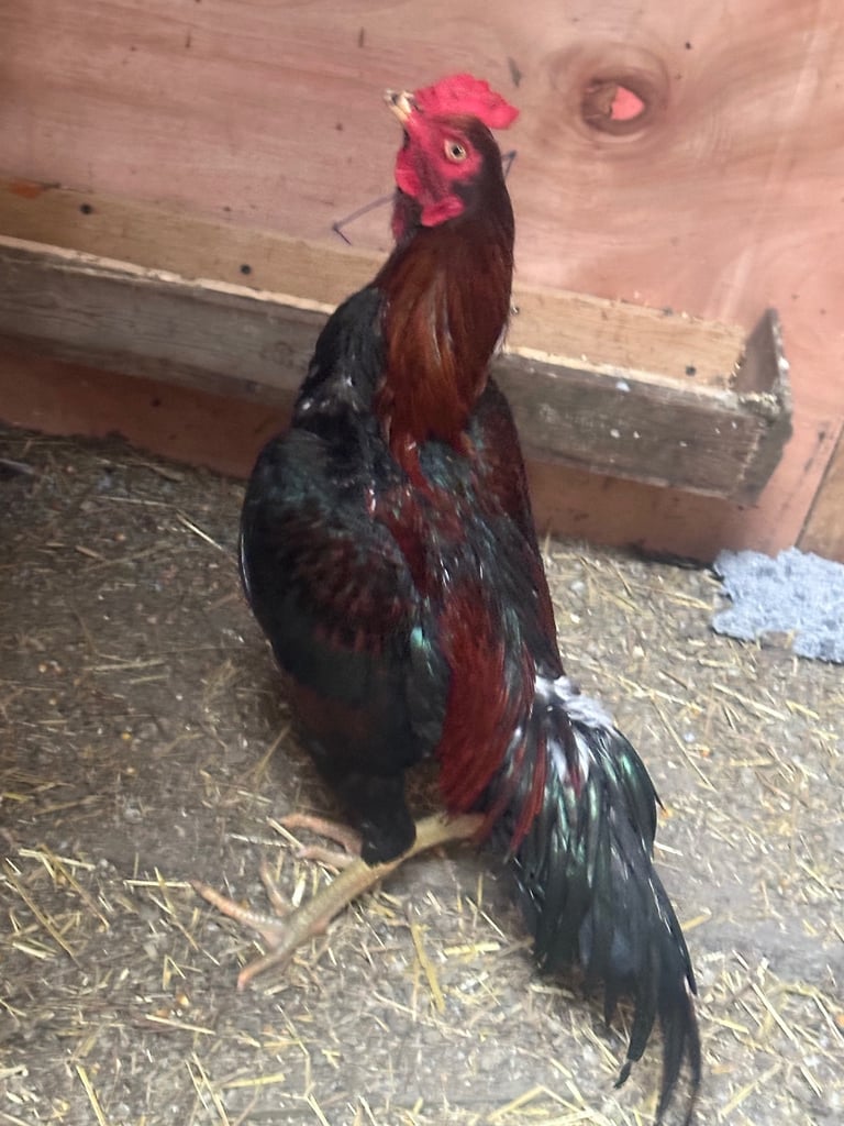 3 male top breed Aseel for sale