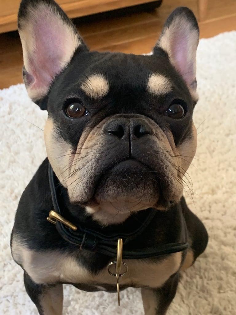 French Bulldog