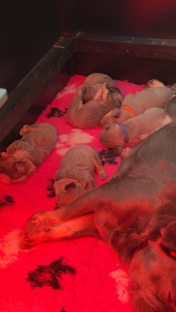 **Fluffy Frenchie’s**