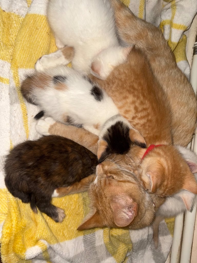 5 beautiful kittens