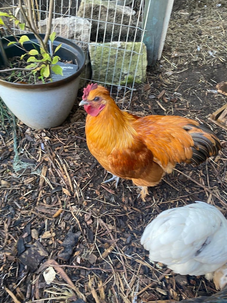 Beautiful Cockerel 