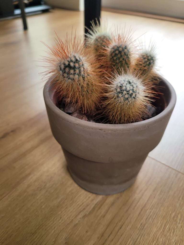 Cactus