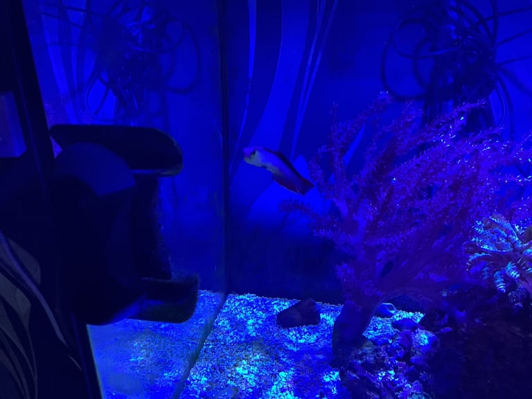 Contents of fish tank and accessories 