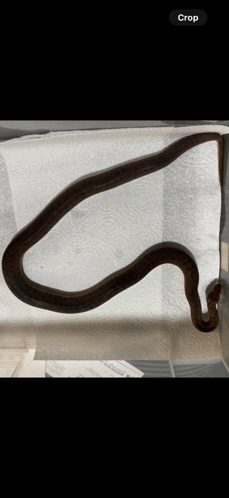 Children’s pythons 