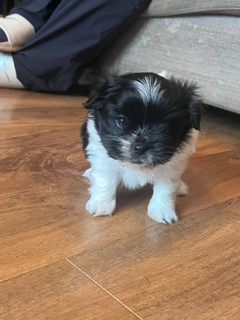 Beautiful male Shih Apso