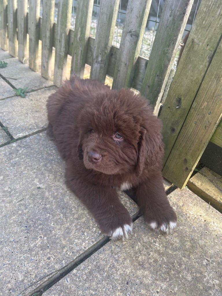 Newfoundland puppies for sale
