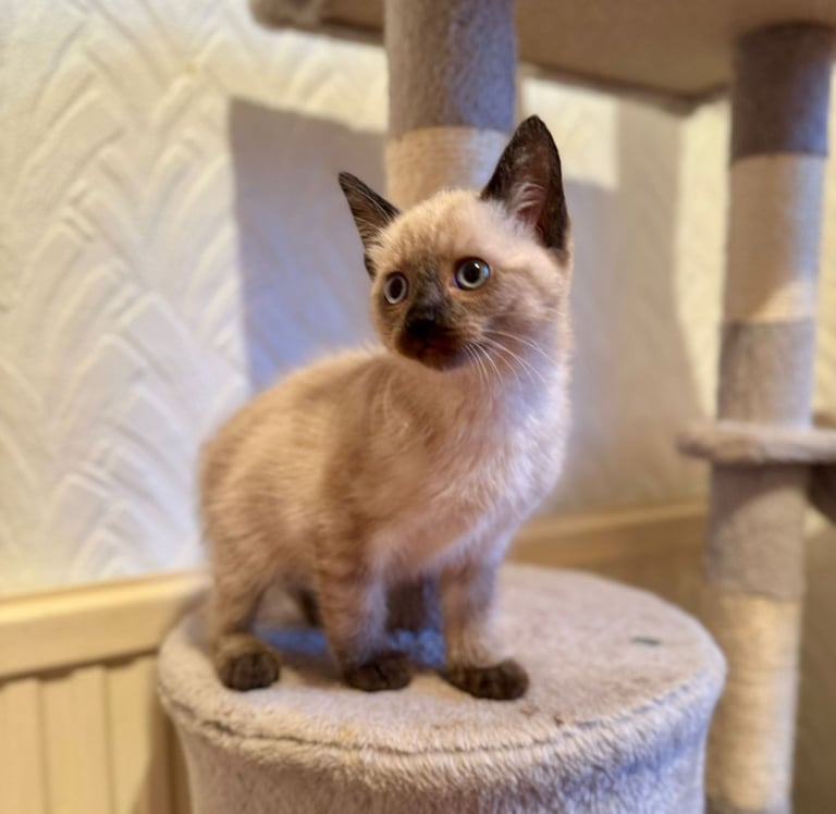 Adorable Siamese Female Kitten