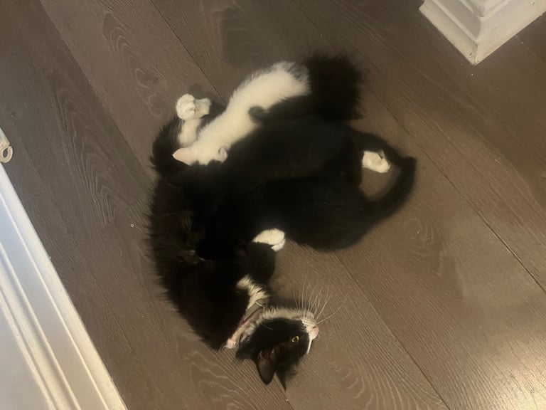 3 beautiful kittens ready for a new home 