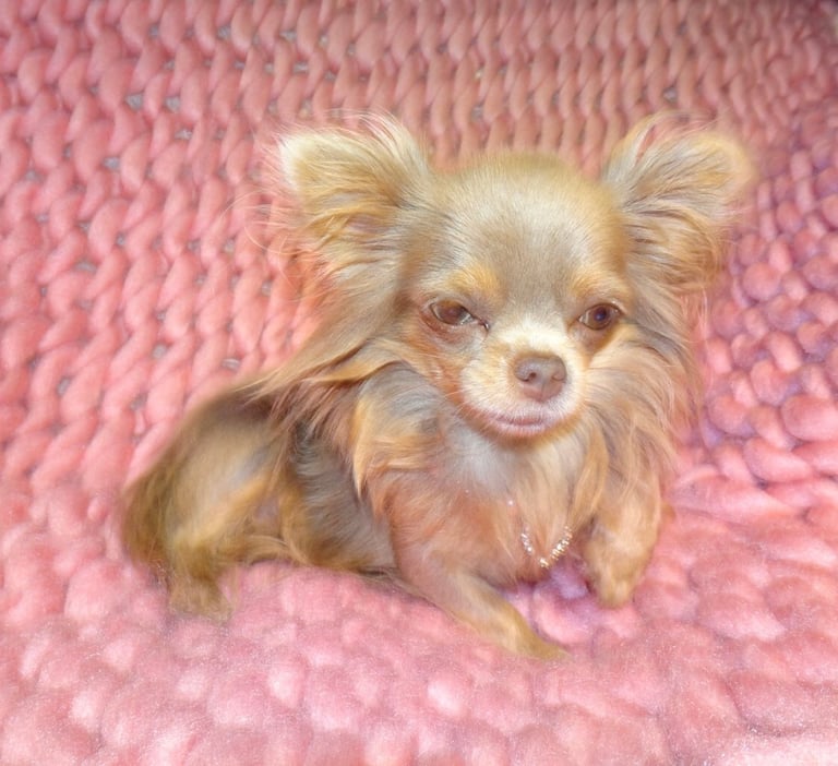 XXXXXXXXS Stunning Micro Tiny Black Blue & Tan Maltese X Chihuahua F1 Malchi Boy Puppy
