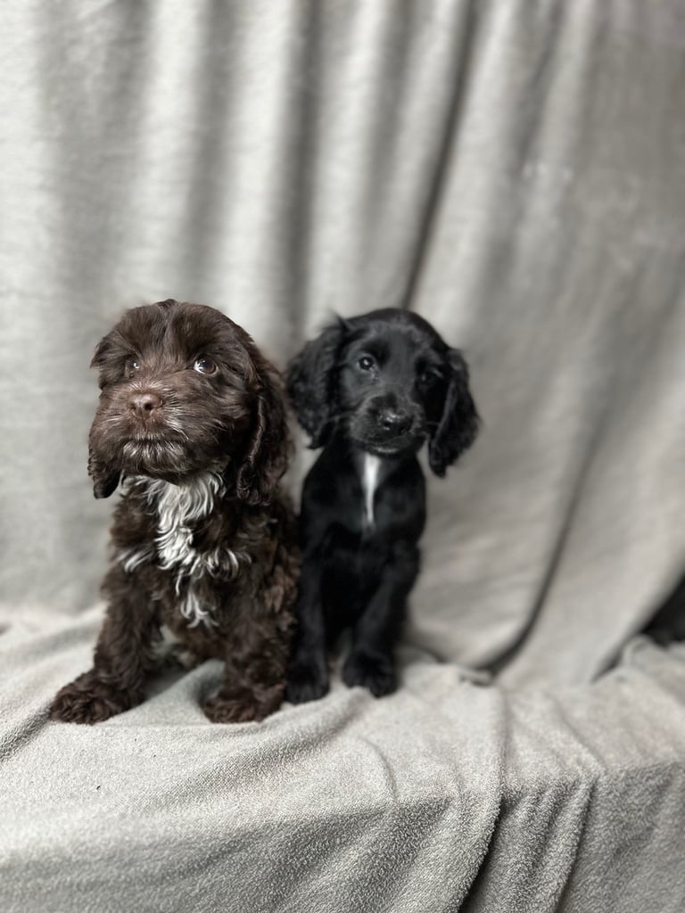 Cockapoo puppys 