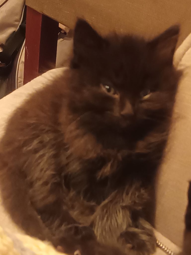 Black Fluffy Kittens... half black Persian Cross